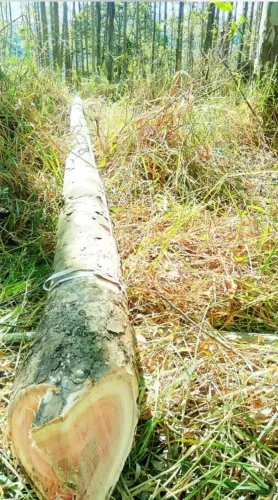 FAZENDA COM EUCALIPTO A VENDA NO ESTADO DE SÃO PAULO ?? Área Total: 106,4 Alqueires ou 257