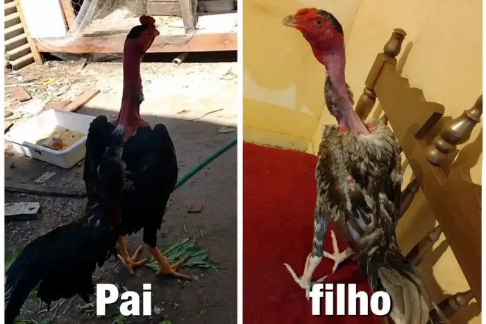 Galo Polaco