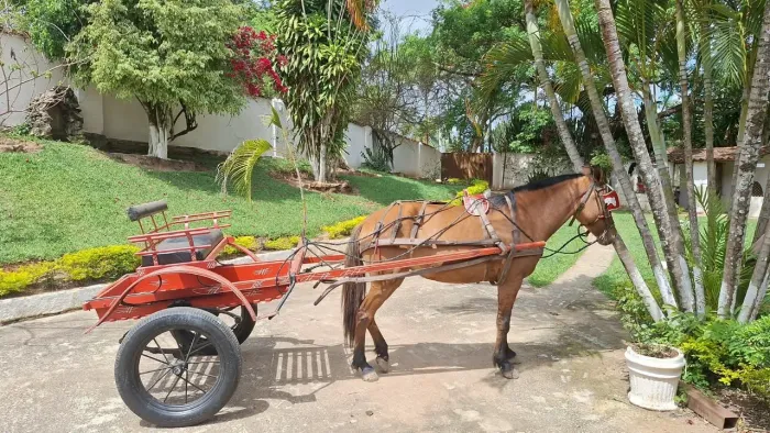 Charrete e Égua. Conjunto mais arreata reforçada 