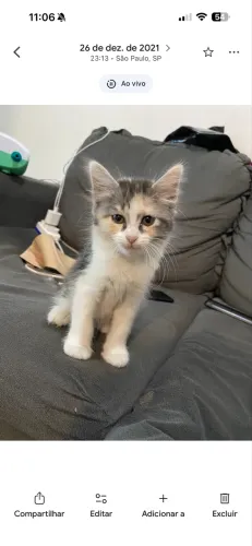 Procuro por gato Angora ou parecido