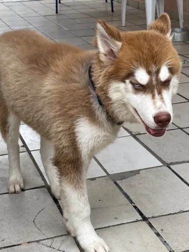 Filhote Husky Siberiano