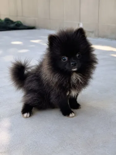 Lulu