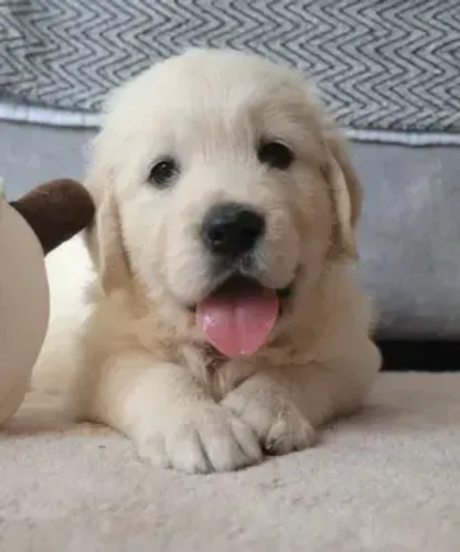 Filhote de Golden Retriever | Seu Melhor Amigo Está Te Esperando
