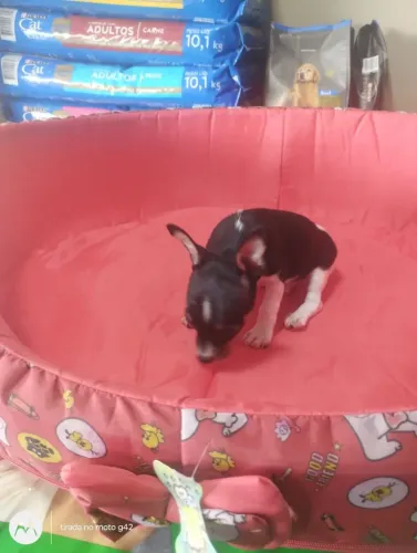 Filhote pinscher zero macho 