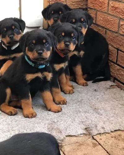 Rottweiler Um filhotinho com olhar doce e coração gigante