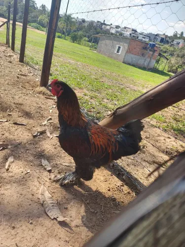 Vende se galo Brahma 