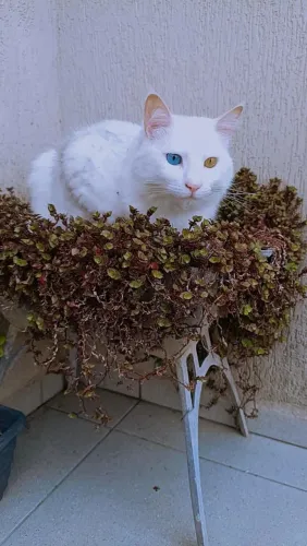 Doa-se gata fêmea treaa anos castrada,super dócil e se dá bem com outros animais.