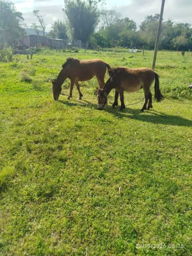 Casal de pôneis whats *