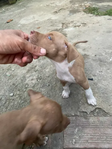 Vendo esses filhotes de pitbull 3 fêmea e o macho
