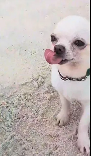 Jovem micro chihuahua macho