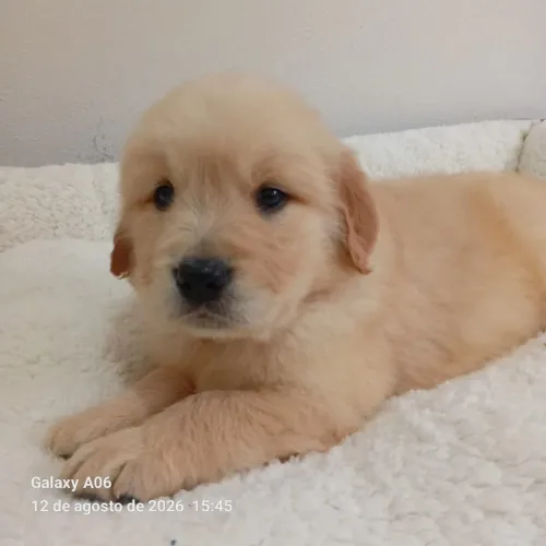 Golden retriever