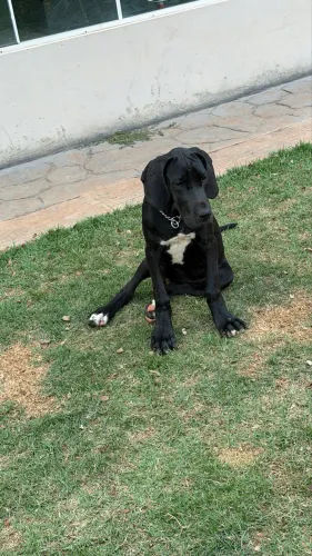 Dogue alemão