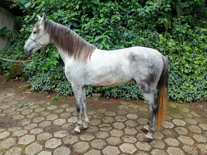 Mangalarga Mineiro