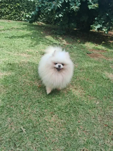 Fêmea Spitz alemã anã / lulu da pomerânia