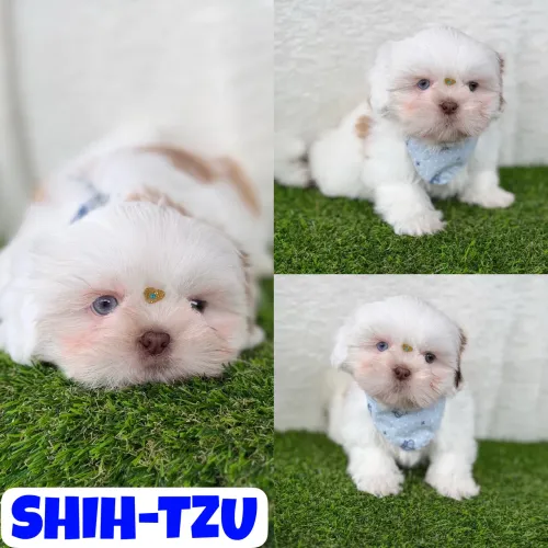 Machinho de Shih-Tzu aqui no Puppy Stop