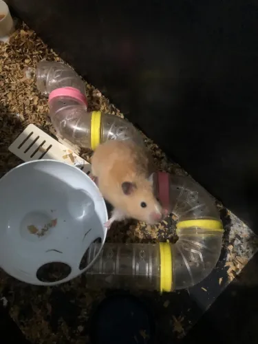 Estou doando hamster sírio