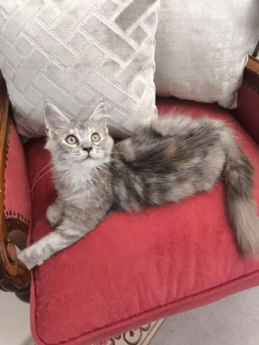 Filhote de Maine Coon