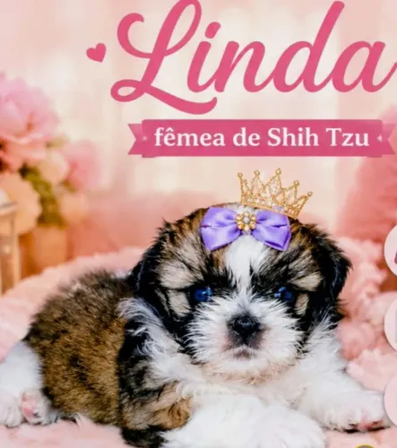 LINDA FÊMEA DE SHIH TZU SUPER PEQUENA