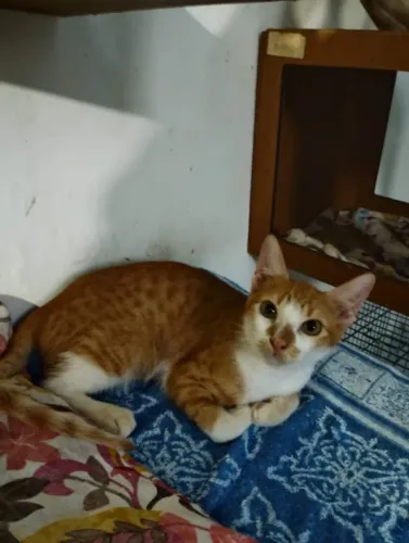 Gatos filhotes castrados amarelos ADOÇÃO