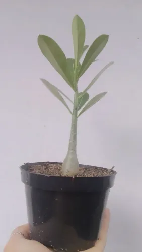 Plantas variadas catálogo no watts