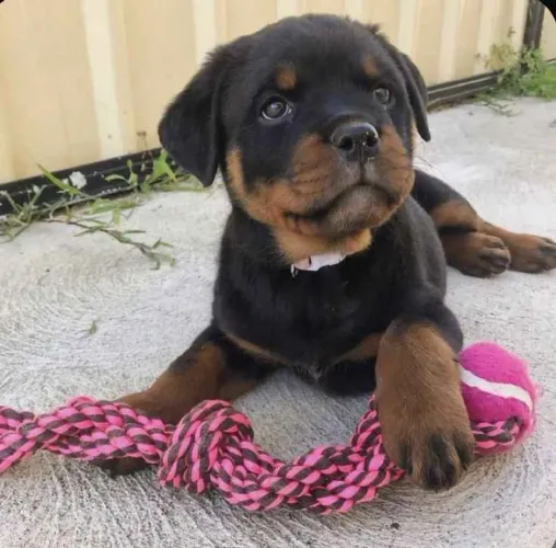 Filhote rottweiler, Pequenos no tamanho, gigantes no amor!