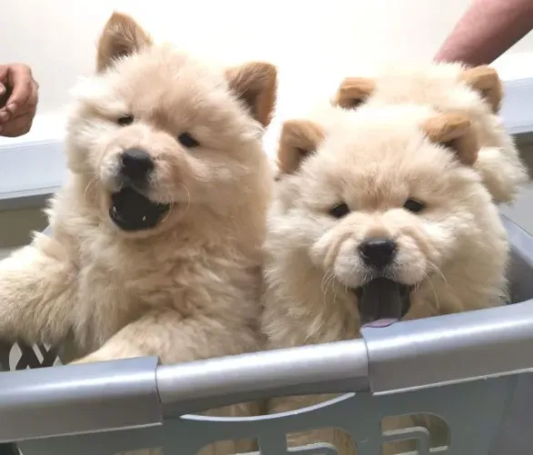 Chow Chow,Chow Chow Filhote Disponível Entrega Facilitada