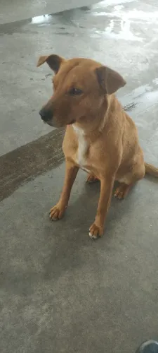 Adoção