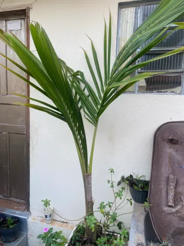 Coqueiro anão 