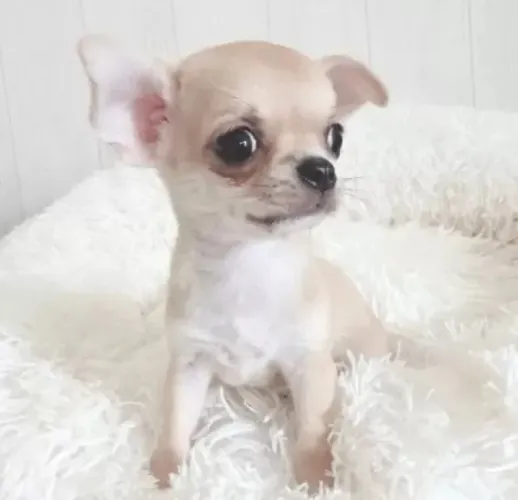 Filhote de cachorro Chihuahua brincalhão e vacinado