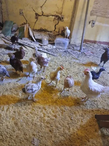 Franguinhos de galinha poedeira