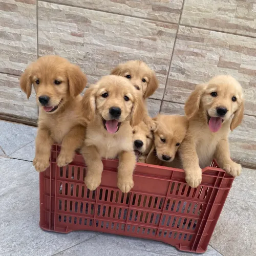 Golden puros machos e fêmeas pedigree