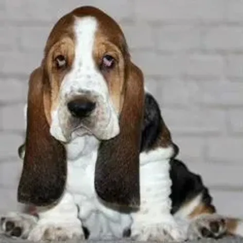 Basset Hound,Basset Hound Filhote Top Padrão da Raça