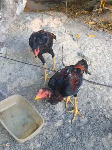 Vendo 2 Frango de raça carioca puro.