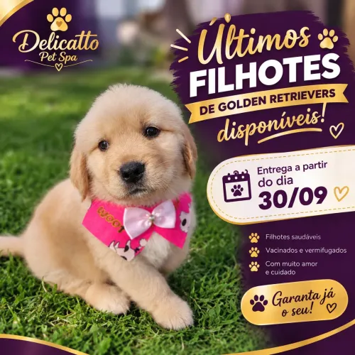 Golden Retriever (Últimos filhotes disponíveis )