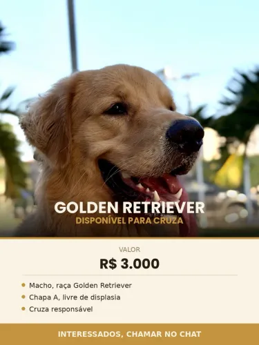 Golden macho para cruza - Fortaleza