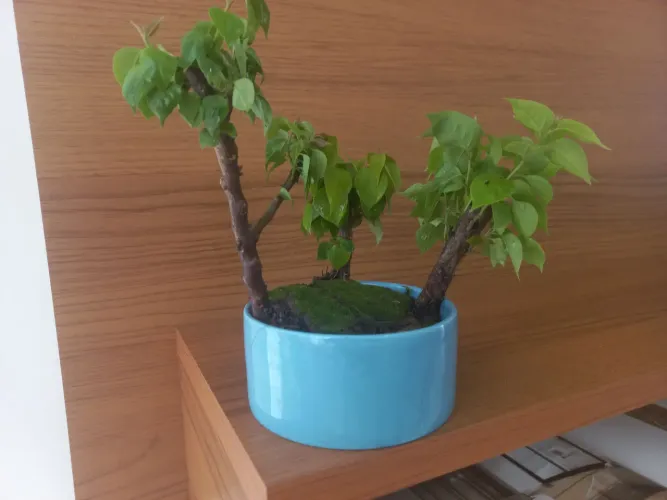 BONSAI buggaville bosque