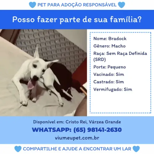 Cachorro macho