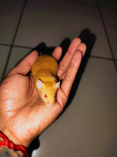 Rato camundongo fêmea 