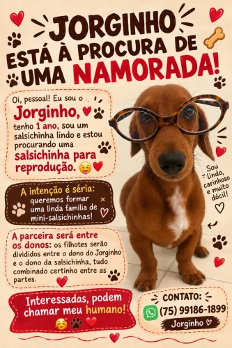 cachorro salsicha