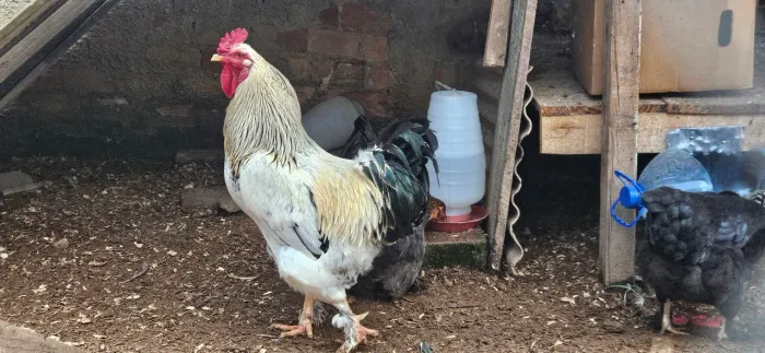 Galo e galinhas brahma