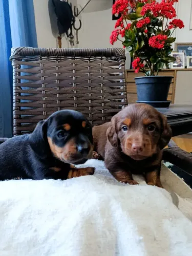 Filhote de daschund