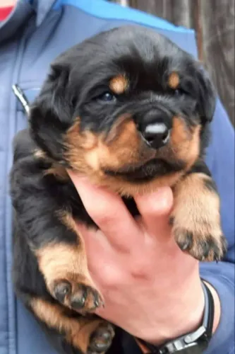 Rottweiler disponivel