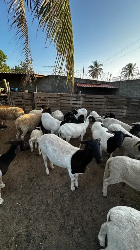 Vendo ovelhas dorper