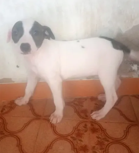 Doação Doando Linda filhote (femea) 90 dias. Dócil com outros animais. Guilhermina PG