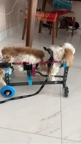 Cadeira de rodas para cachorro porte pequeno 