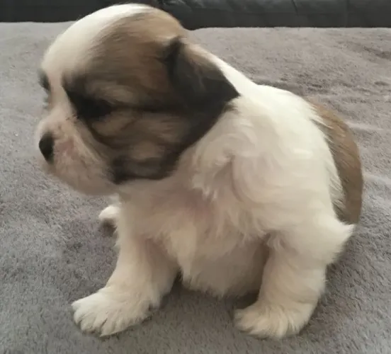 Lhasa Apso