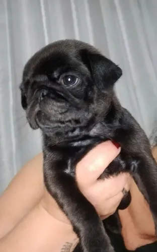 Vendo filhote de Pug puro