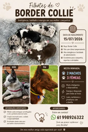 Filhotes Border Collie