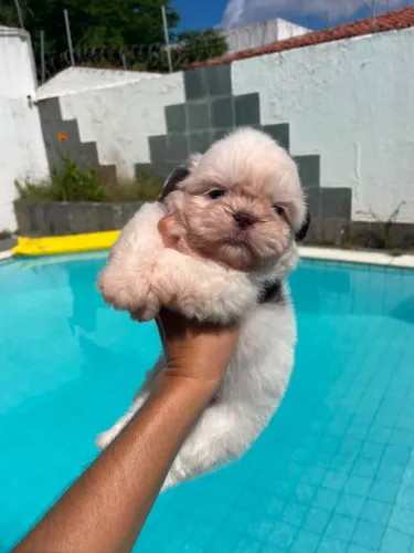 Shitzu chocolate branco