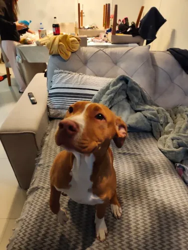 Vendo filhote de pitbull 4 meses